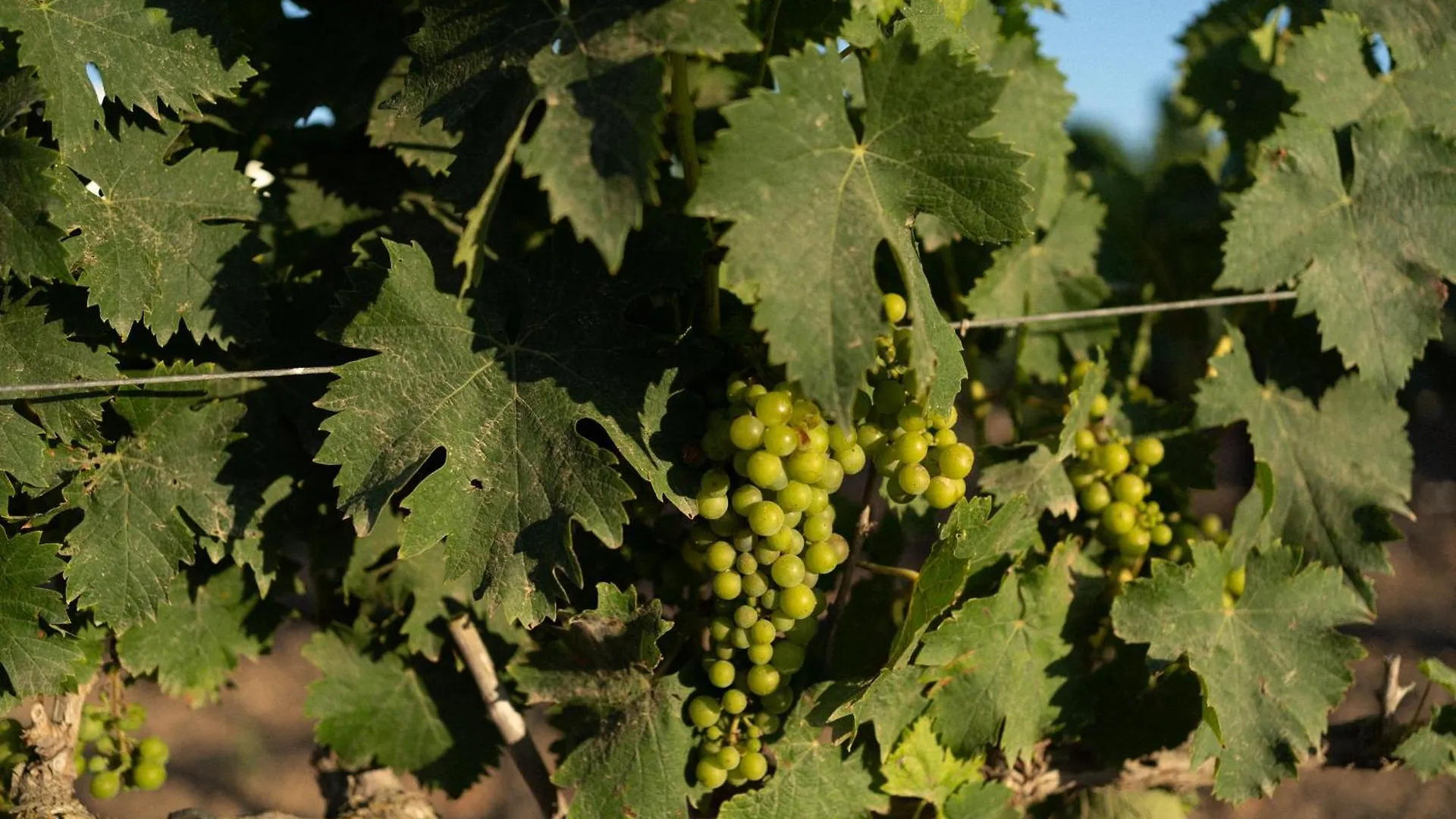 Vino Resort Son Amaret Son Macia